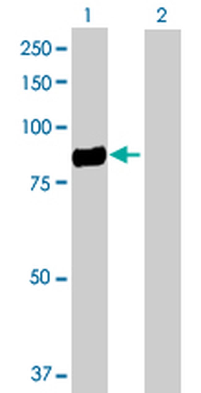 CD248 Antibody in Western Blot (WB)
