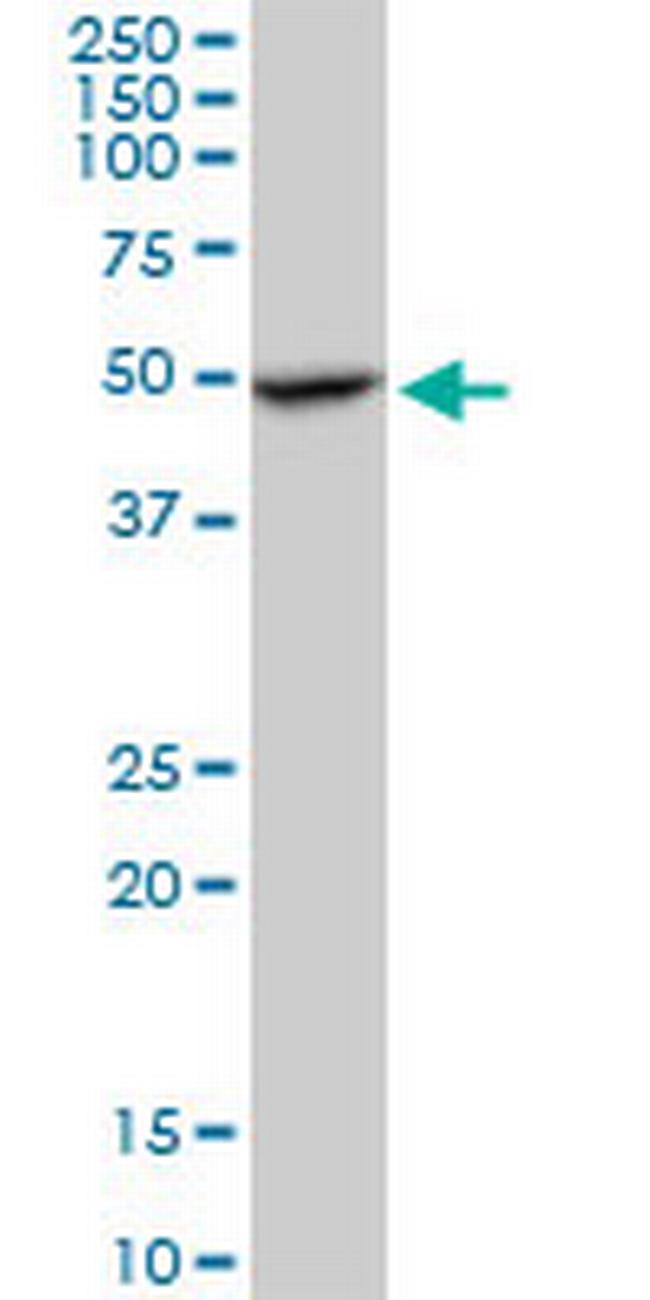 C20orf3 Antibody in Western Blot (WB)
