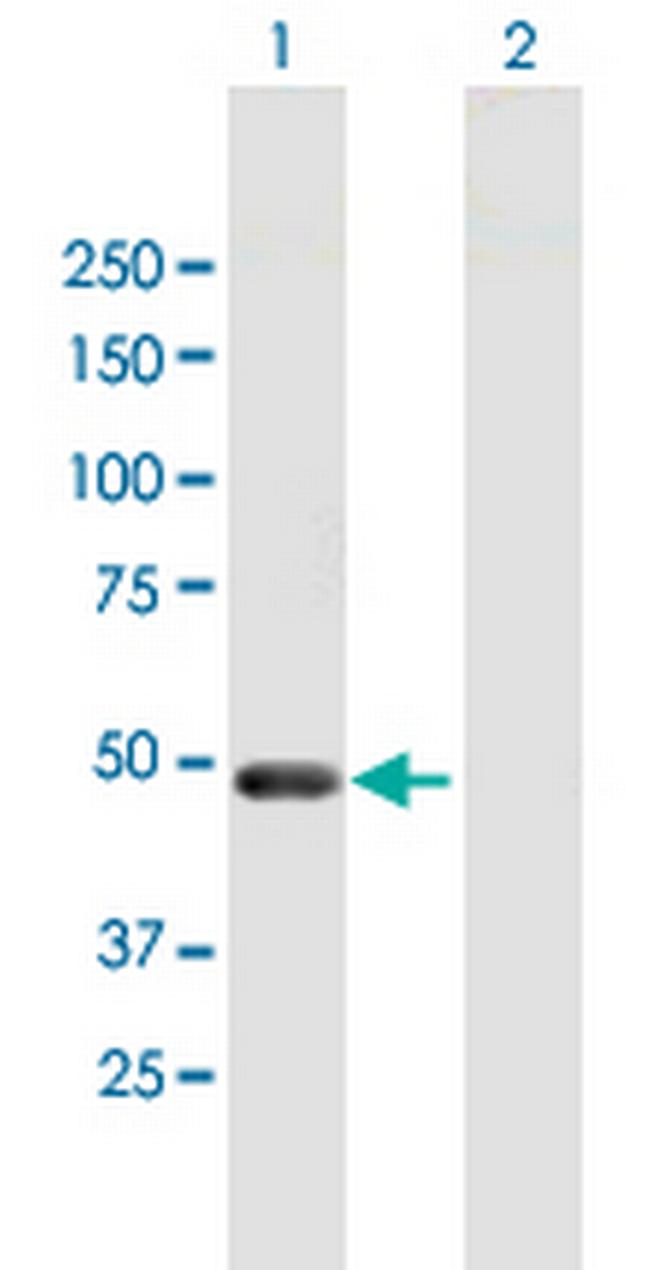 PELI2 Antibody in Western Blot (WB)