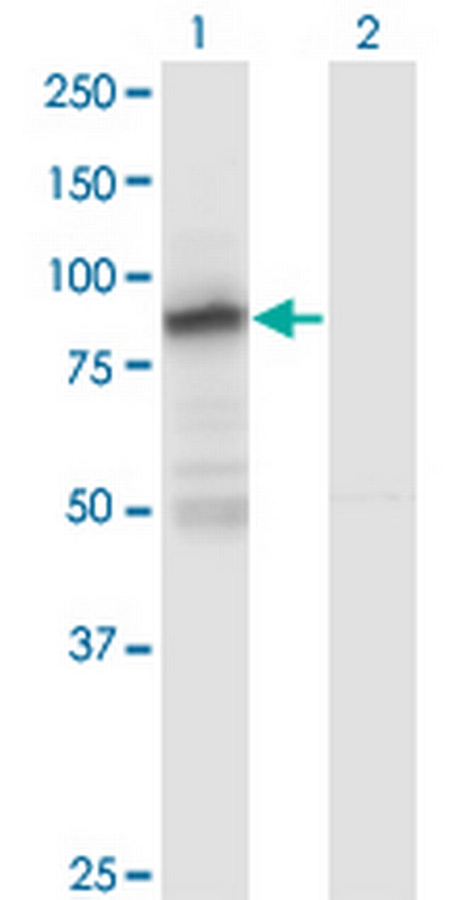 ZNF287 Antibody in Western Blot (WB)