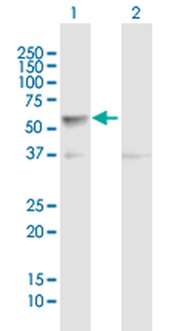 CLK4 Antibody in Western Blot (WB)