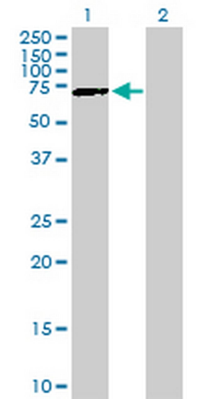 GATAD2B Antibody in Western Blot (WB)