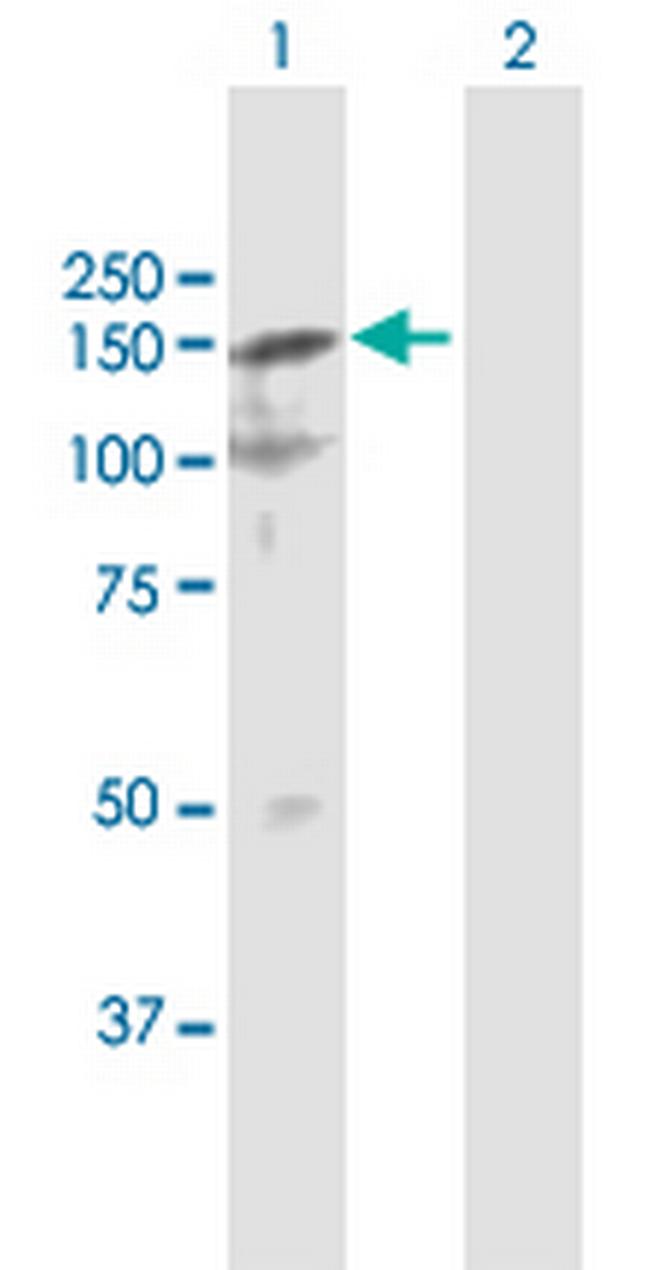 SFRS15 Antibody in Western Blot (WB)