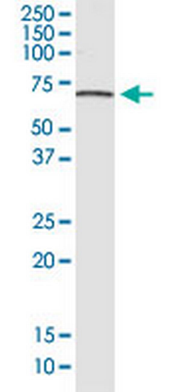 AHRR Antibody in Western Blot (WB)