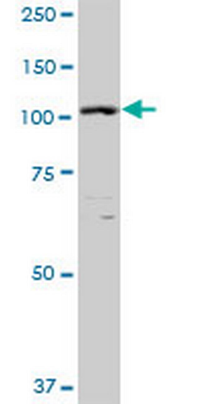 XPO5 Antibody in Western Blot (WB)