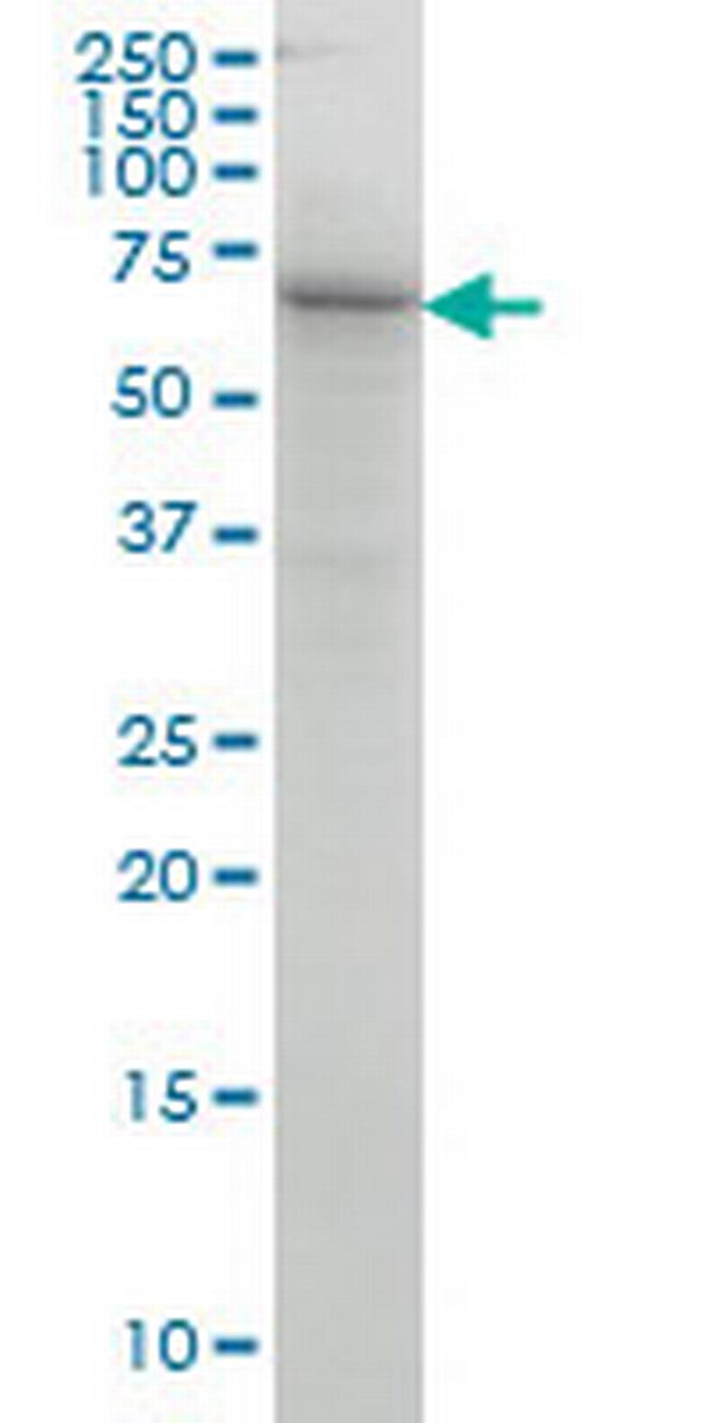 COG6 Antibody in Western Blot (WB)