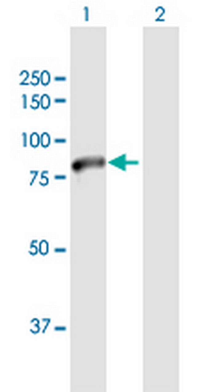 ZNF398 Antibody in Western Blot (WB)