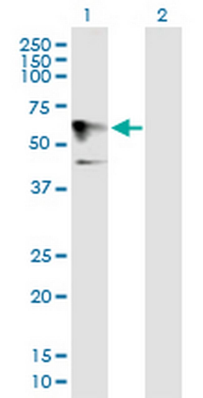HOMEZ Antibody in Western Blot (WB)