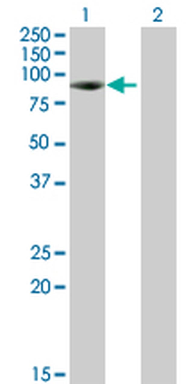 KIAA1467 Antibody in Western Blot (WB)