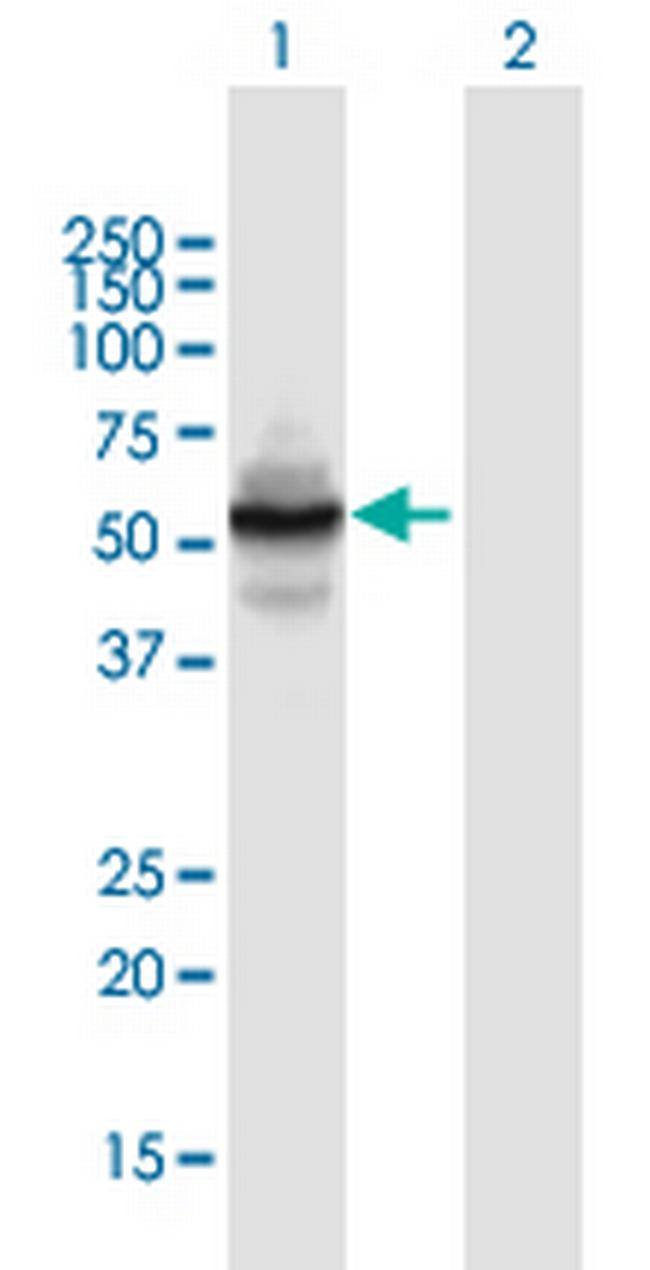 ZNF492 Antibody in Western Blot (WB)