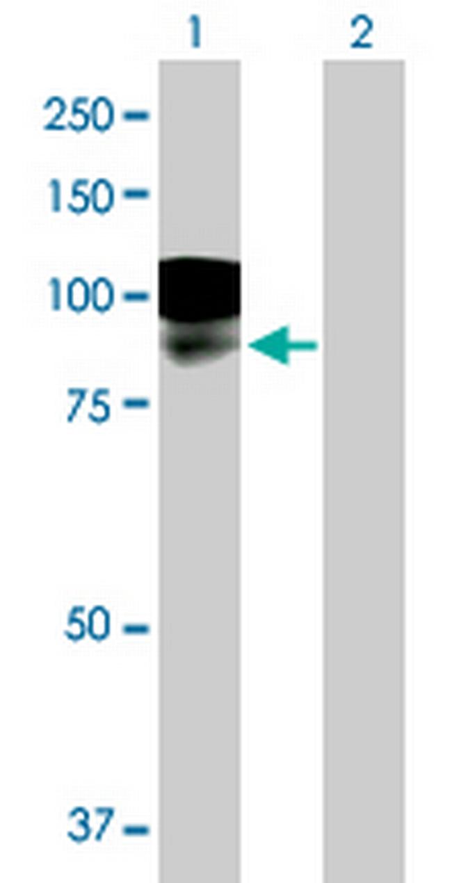 LRFN1 Antibody in Western Blot (WB)