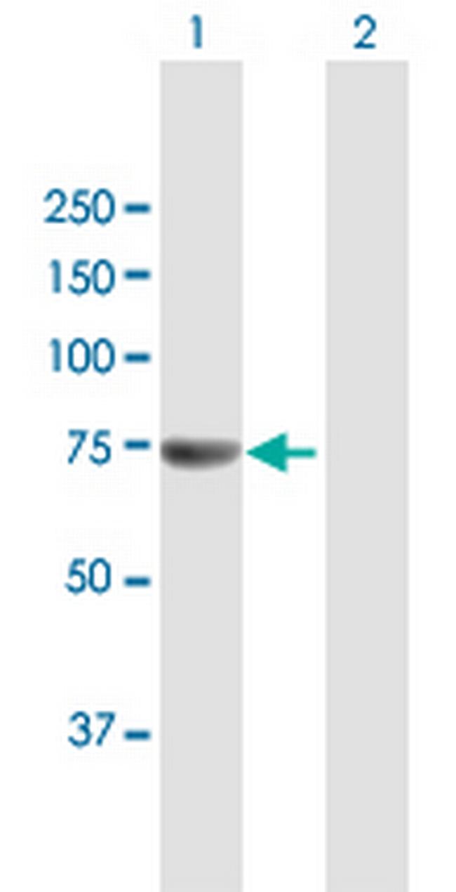 FANCM Antibody in Western Blot (WB)