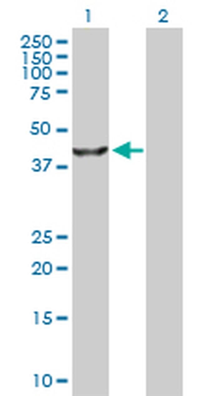TRIB3 Antibody in Western Blot (WB)