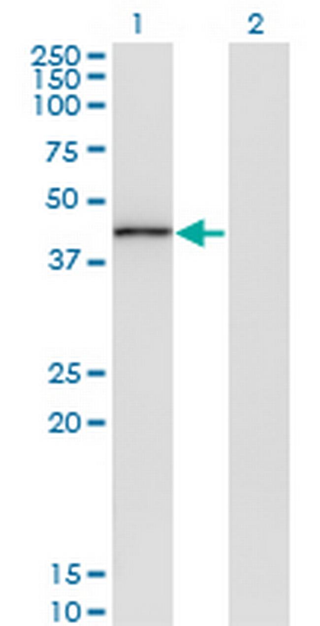 TRIB3 Antibody in Western Blot (WB)