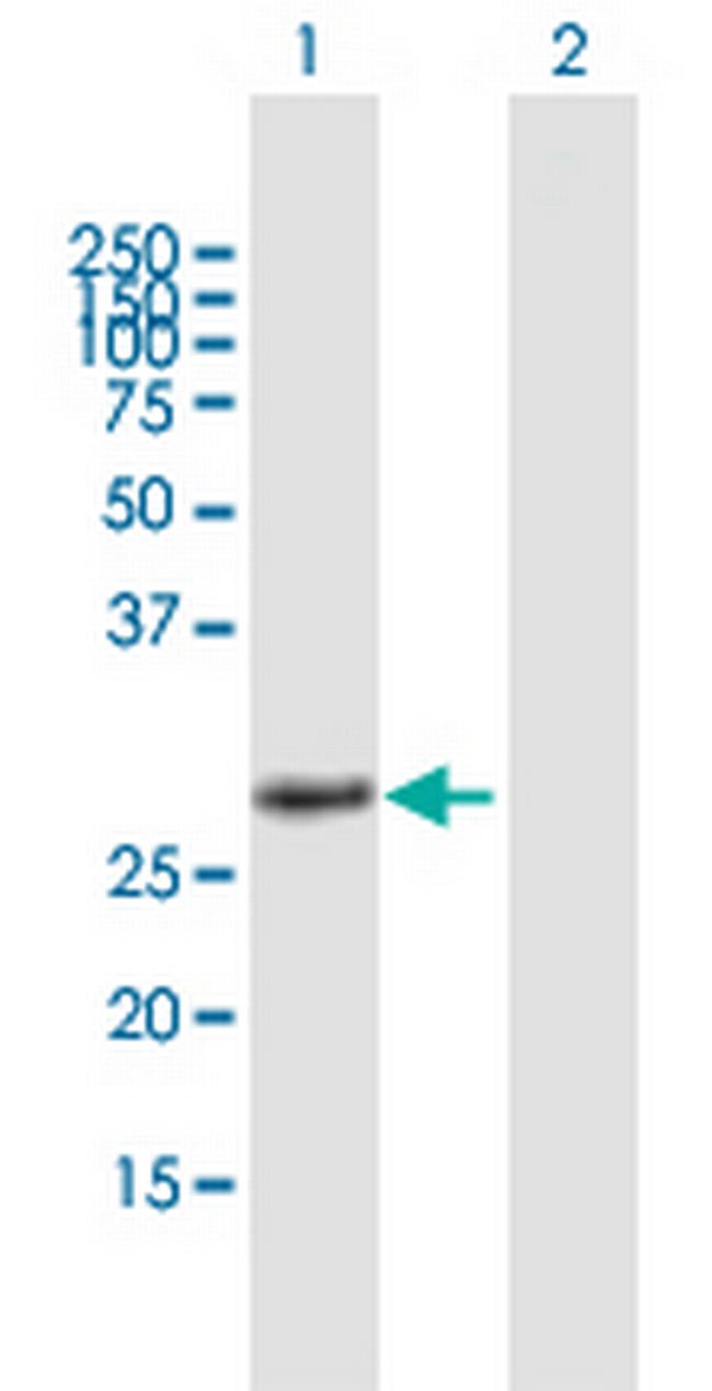 HES4 Antibody in Western Blot (WB)