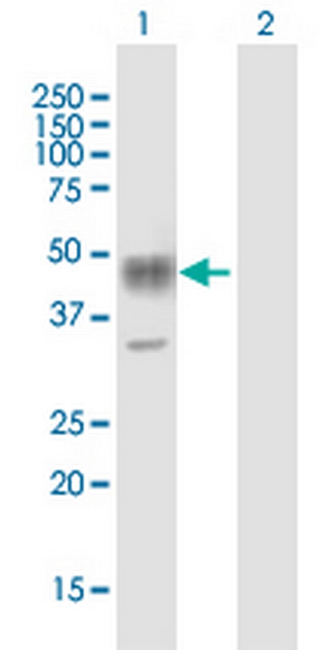 SLAMF7 Antibody in Western Blot (WB)