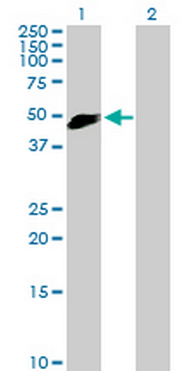 SLAMF7 Antibody in Western Blot (WB)
