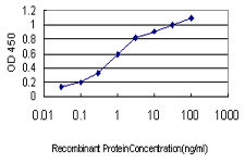 NGB Antibody in ELISA (ELISA)
