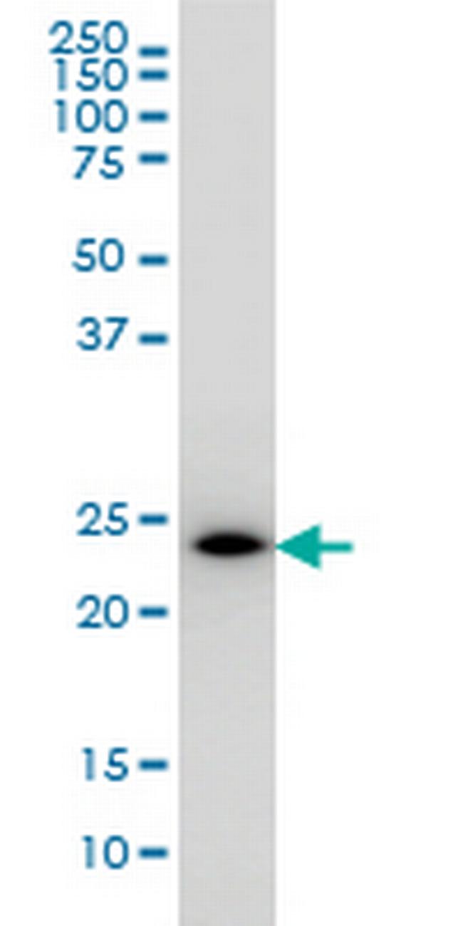 PCTP Antibody in Western Blot (WB)