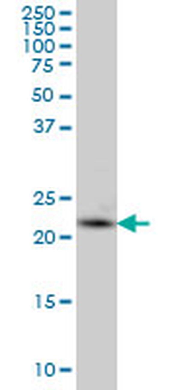 PCTP Antibody in Western Blot (WB)