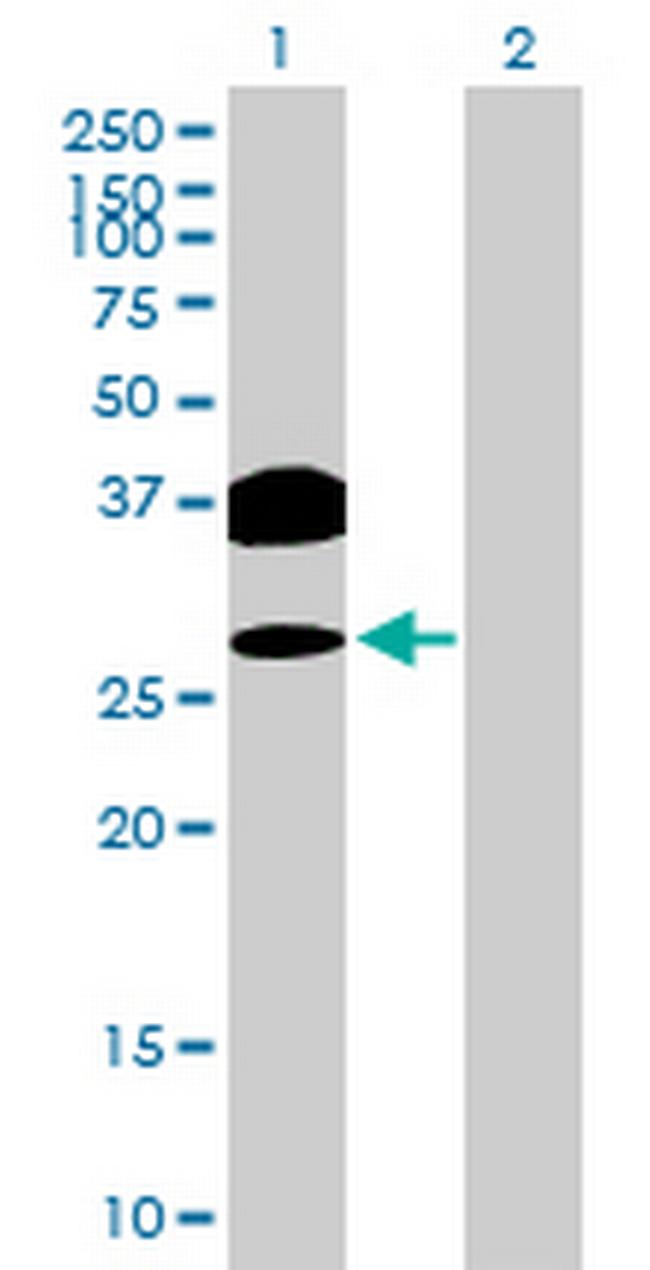 OVOL2 Antibody in Western Blot (WB)