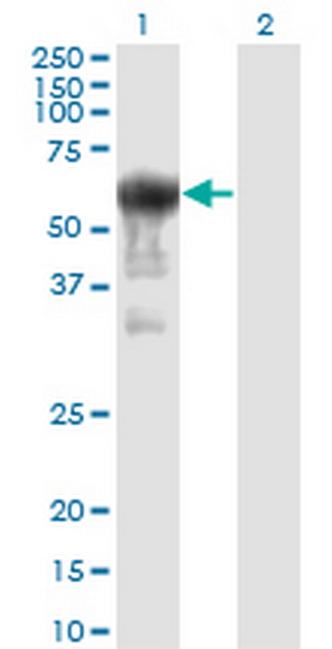 PRUNE Antibody in Western Blot (WB)