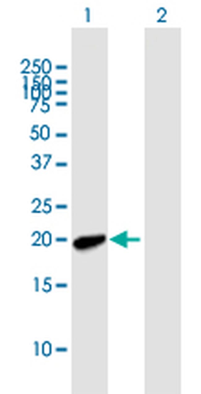 MYL7 Antibody in Western Blot (WB)