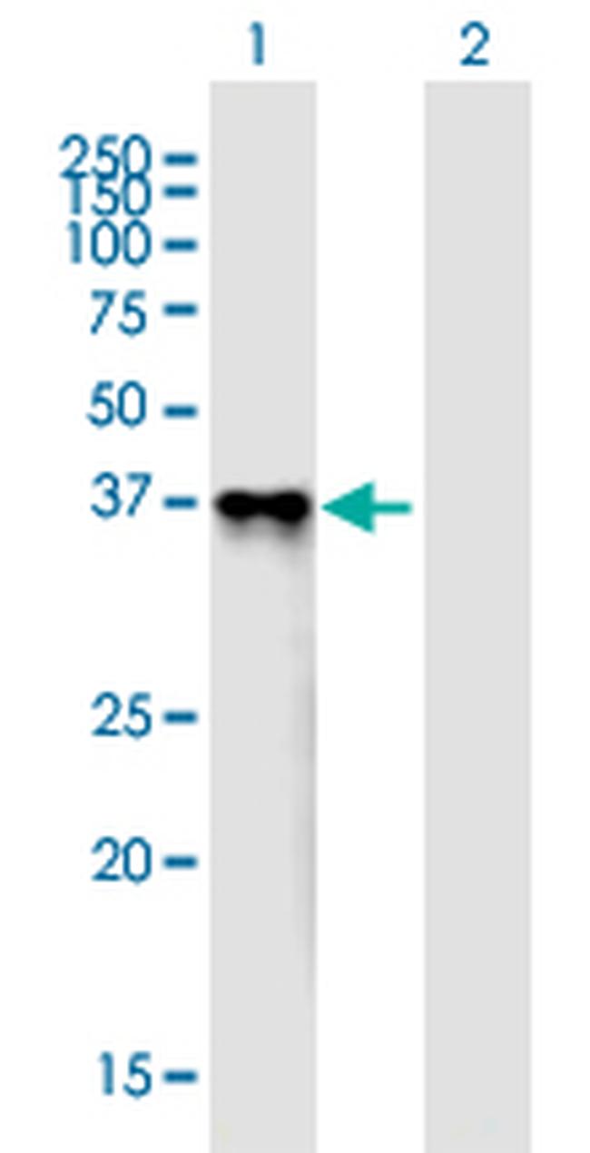 PROL1 Antibody in Western Blot (WB)