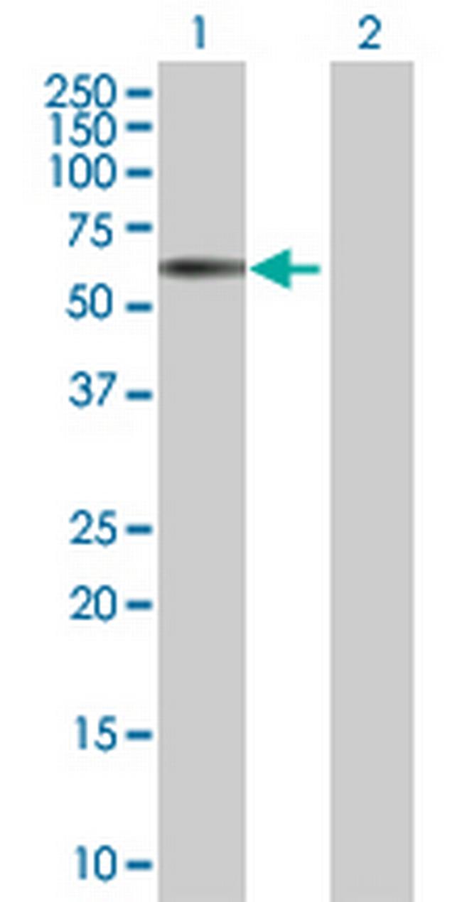 RRAGD Antibody in Western Blot (WB)