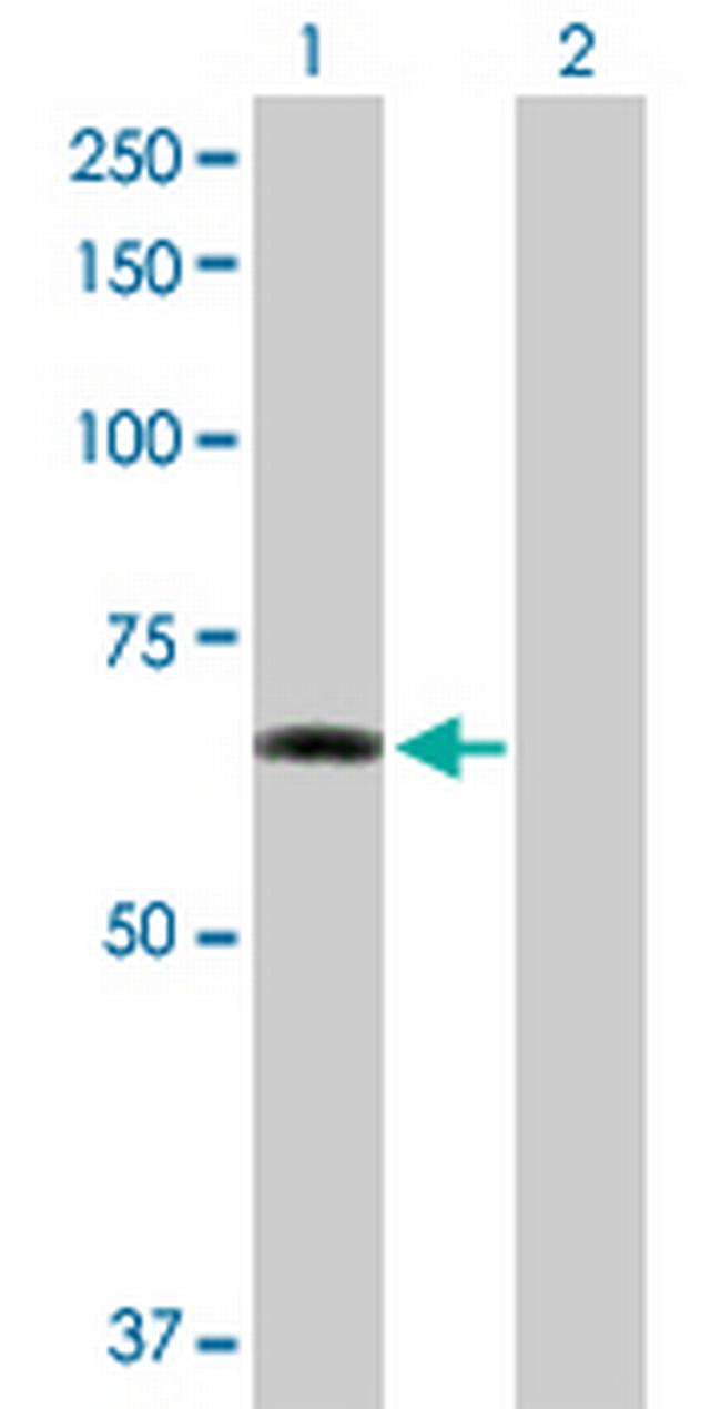 ZNF350 Antibody in Western Blot (WB)
