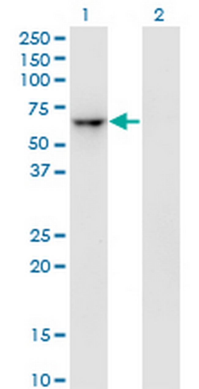 ZNF350 Antibody in Western Blot (WB)