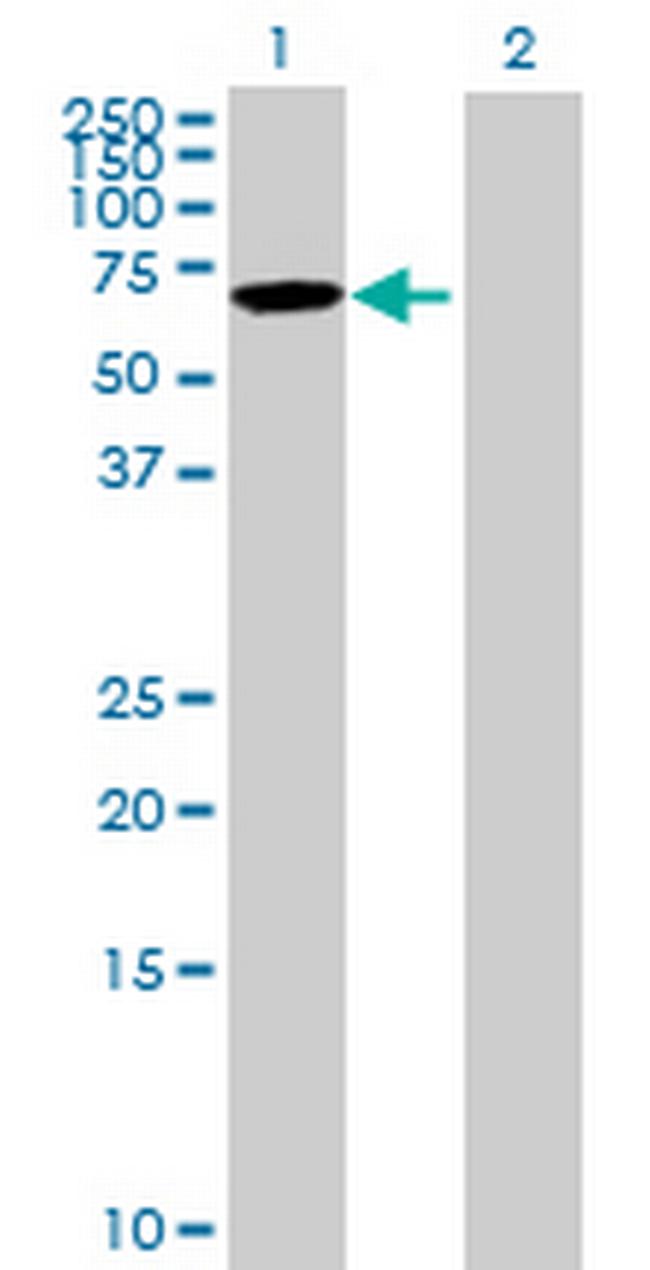 KLHL12 Antibody in Western Blot (WB)
