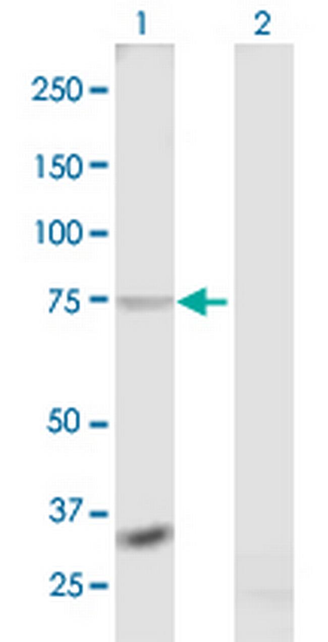 RXFP1 Antibody in Western Blot (WB)