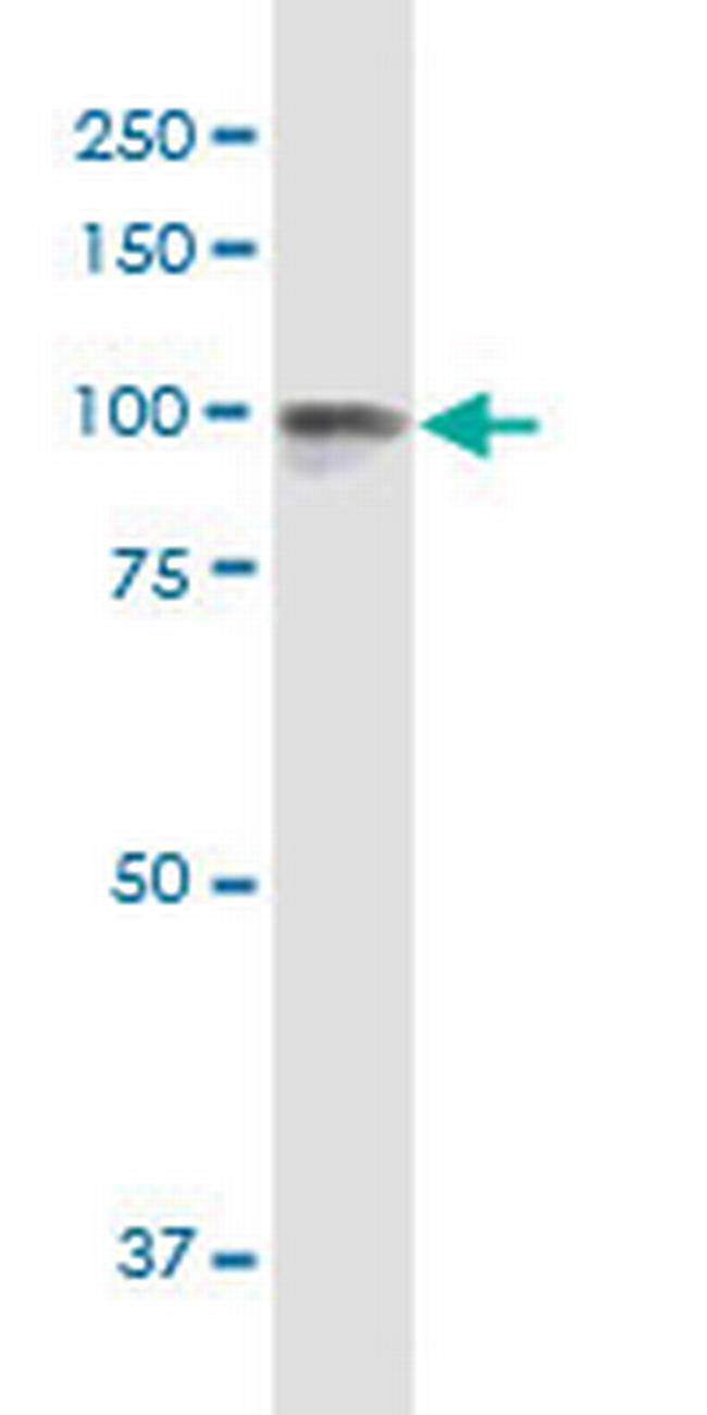 CDH26 Antibody in Western Blot (WB)