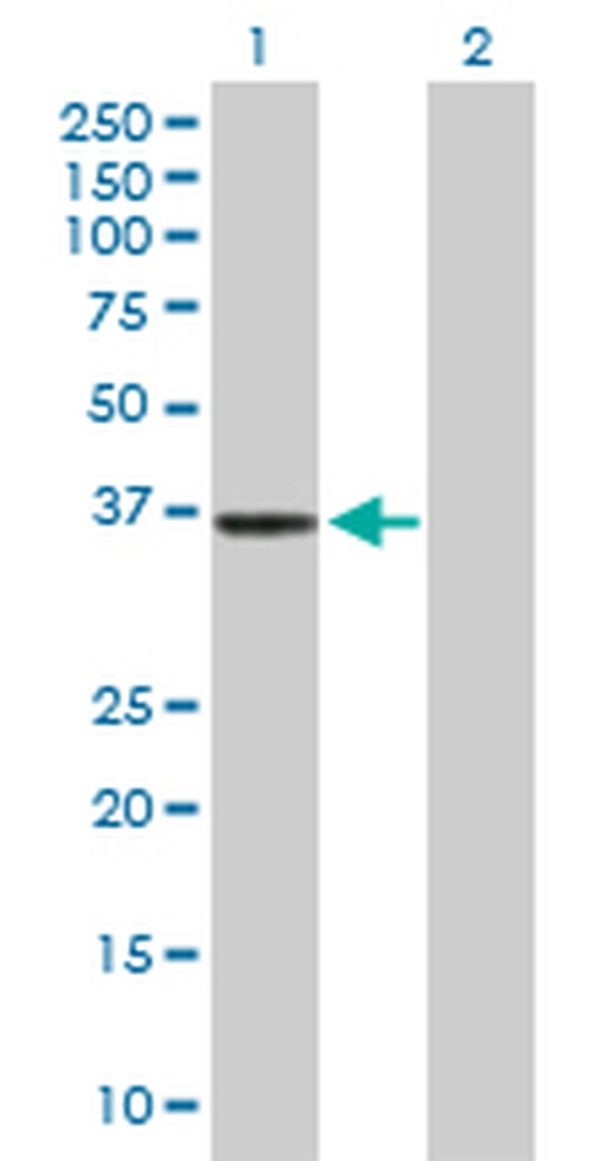 APOBEC3G Antibody in Western Blot (WB)