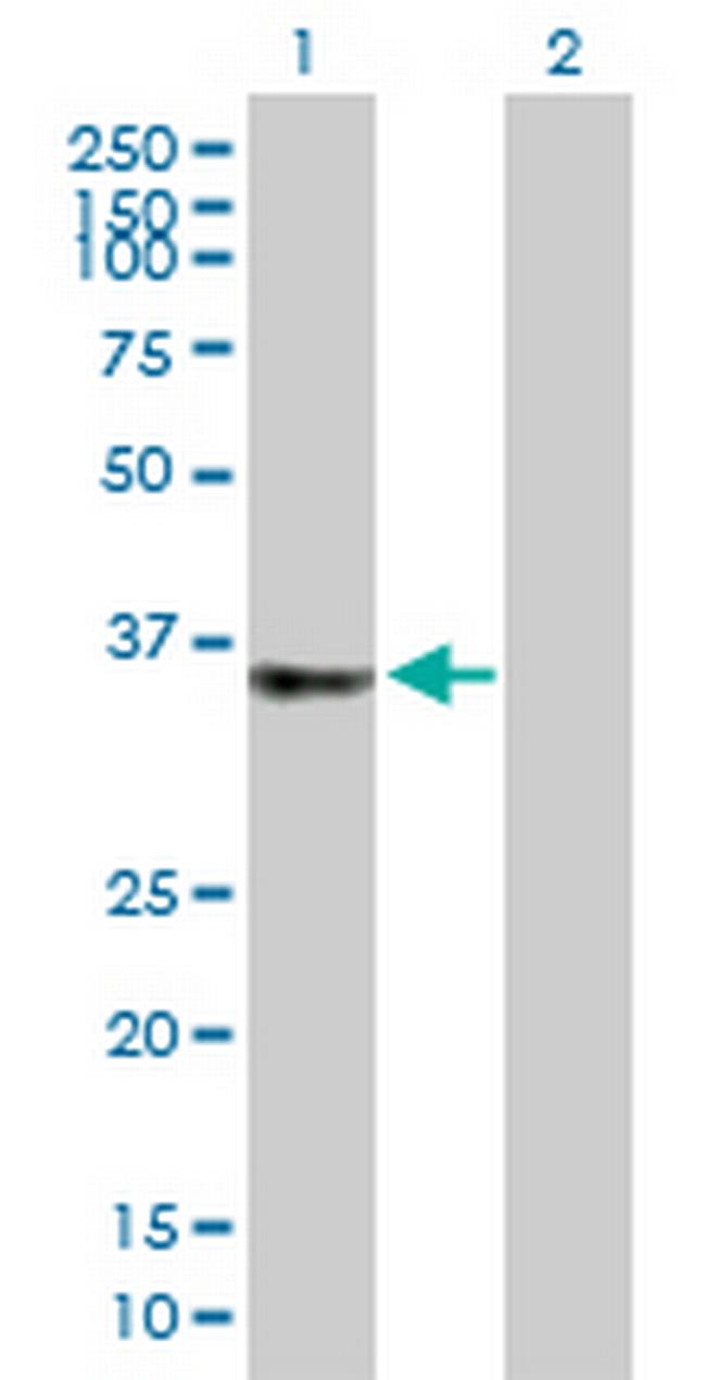 C2orf43 Antibody in Western Blot (WB)