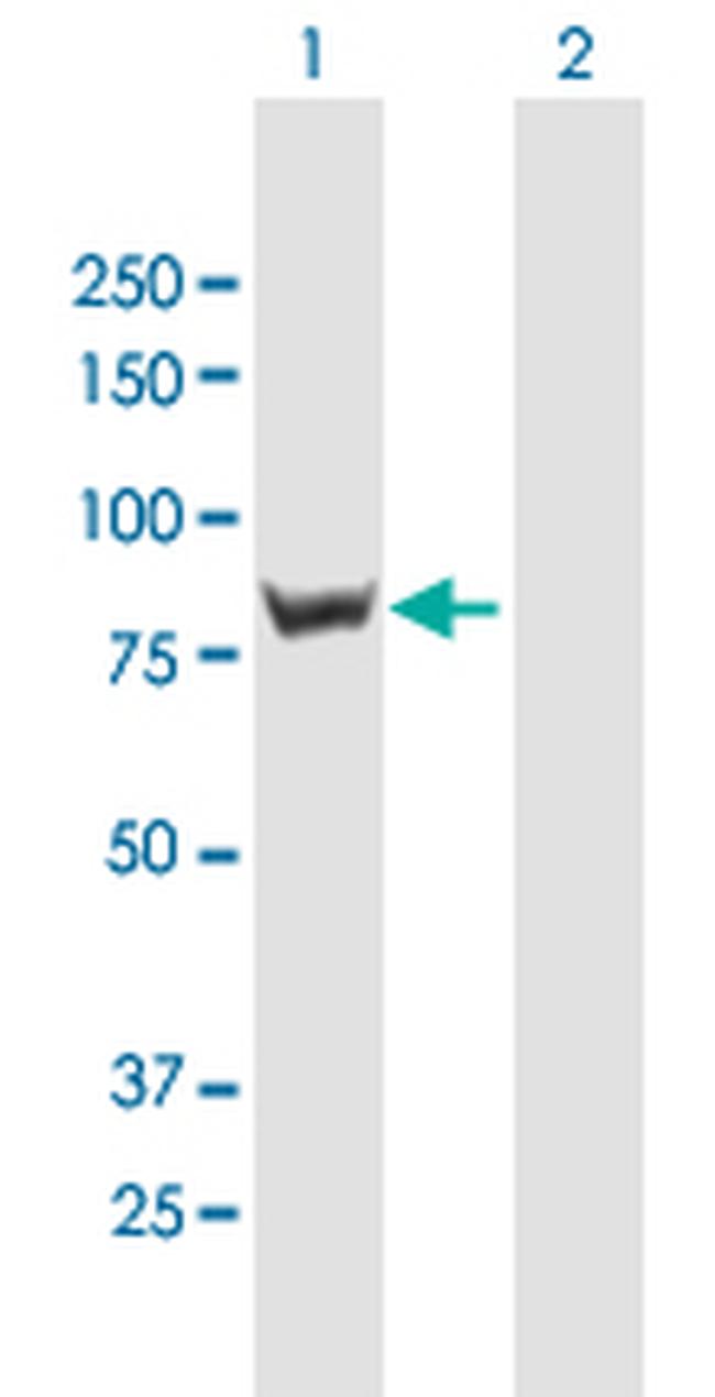 RINT-1 Antibody in Western Blot (WB)
