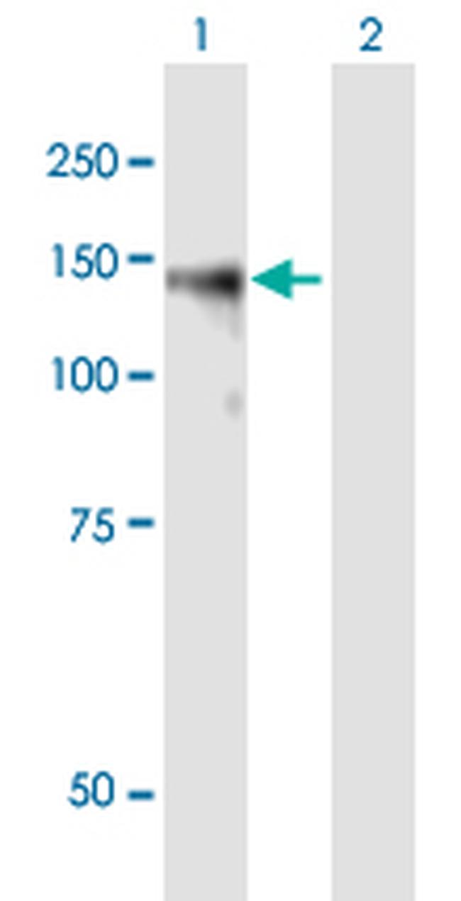 BCAN Antibody in Western Blot (WB)