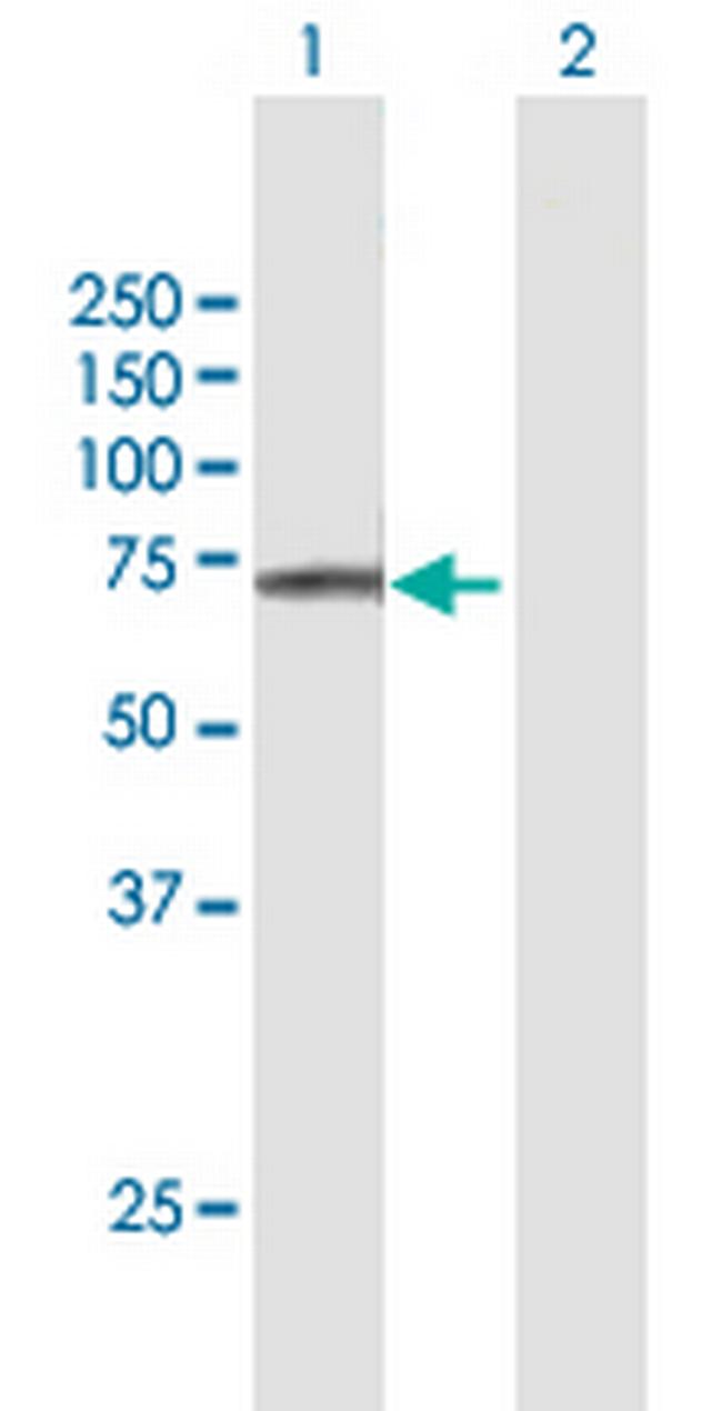 FAM111A Antibody in Western Blot (WB)