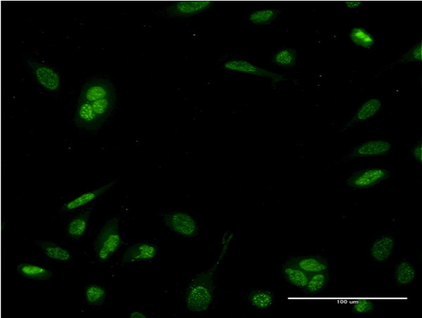 NEUROD6 Antibody in Immunocytochemistry (ICC/IF)