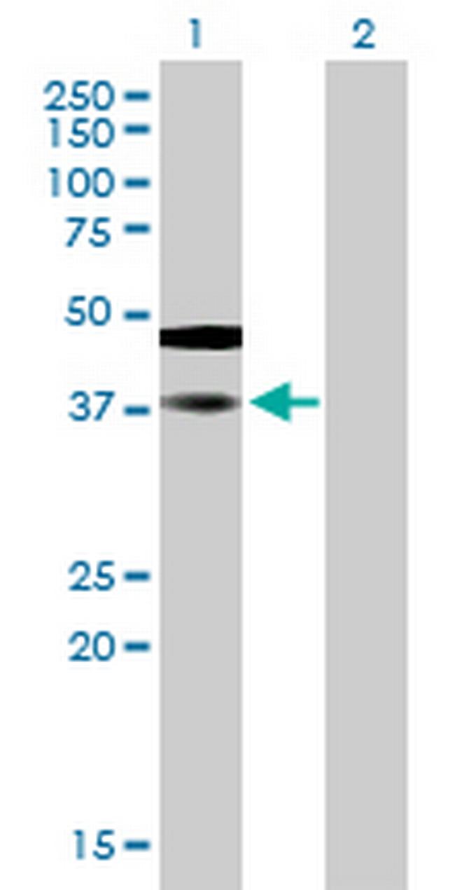 SAMSN1 Antibody in Western Blot (WB)