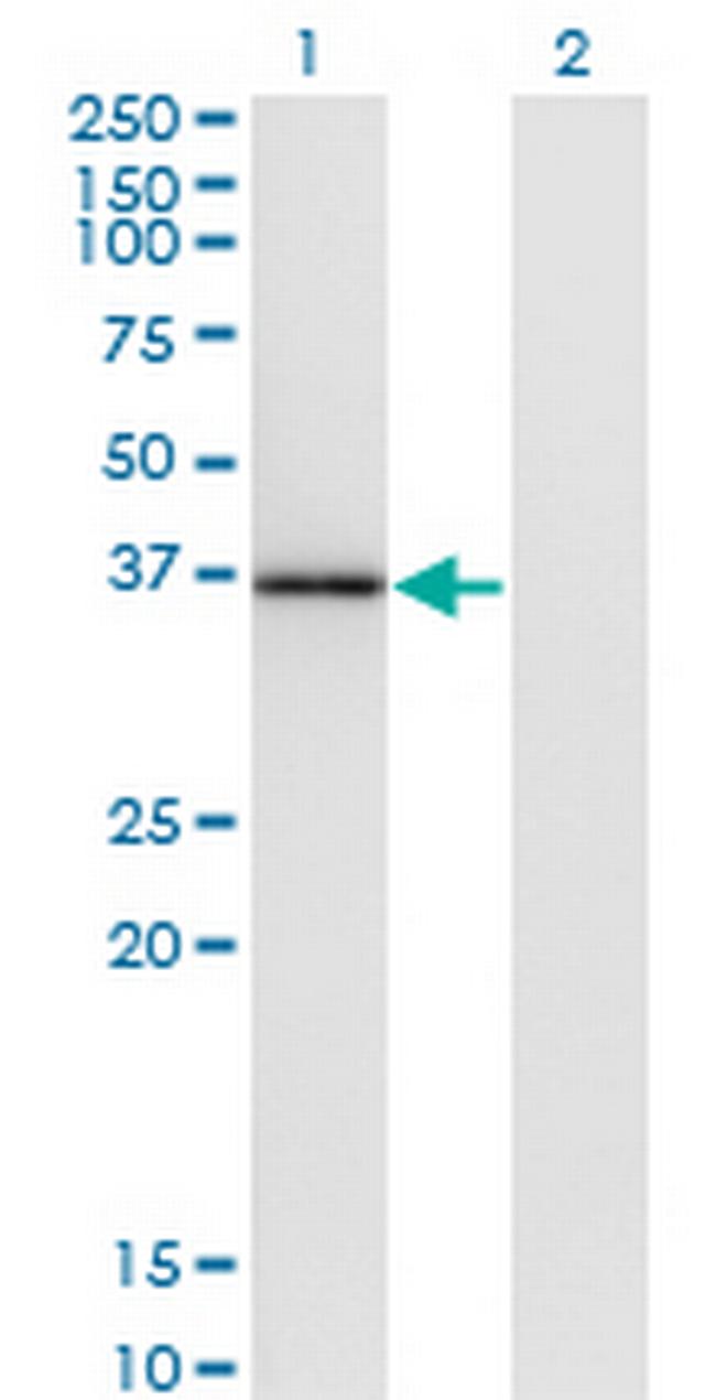 MOAP1 Antibody in Western Blot (WB)