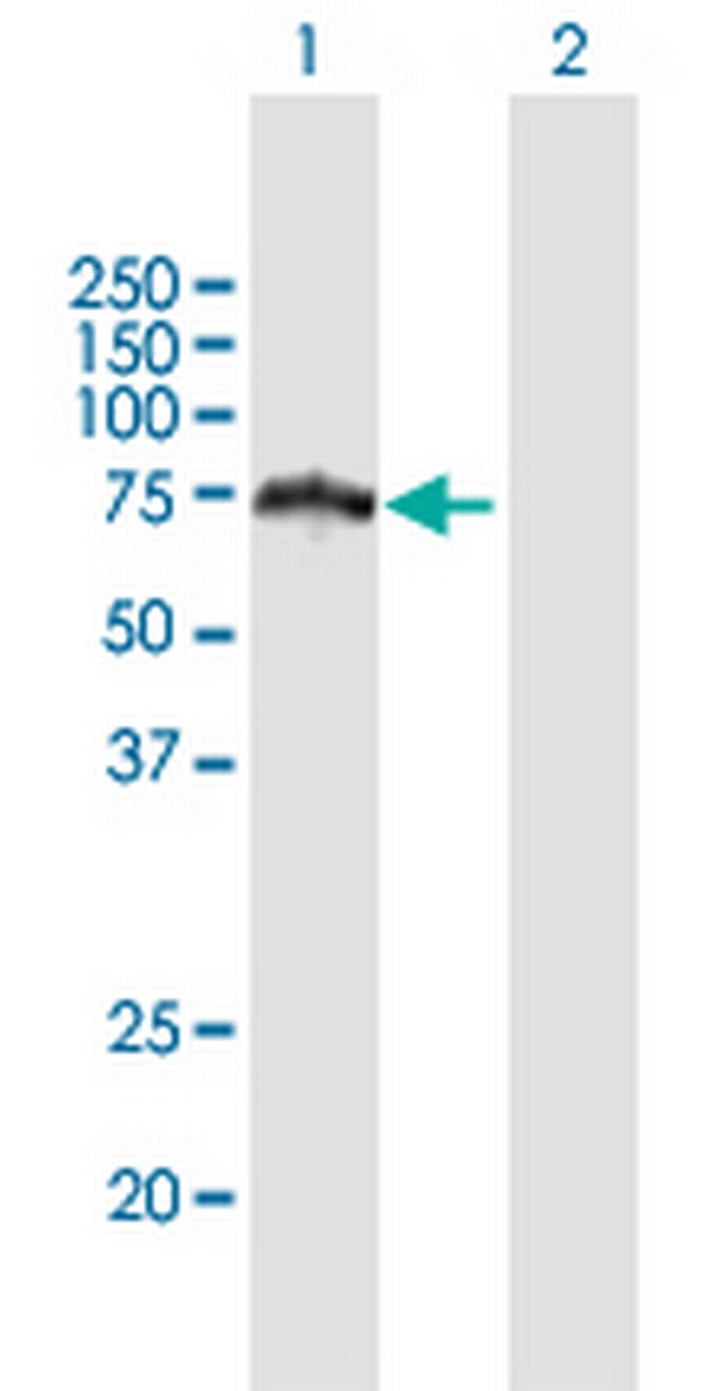 HERPUD2 Antibody in Western Blot (WB)