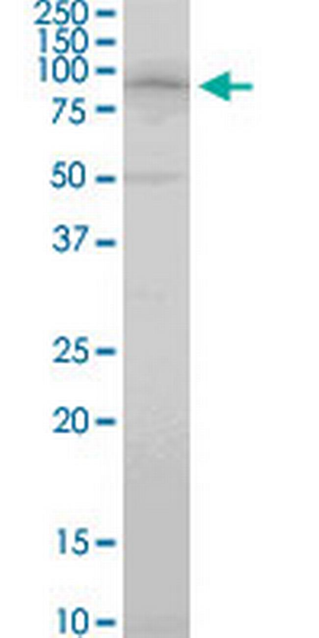 RFWD2 Antibody in Western Blot (WB)