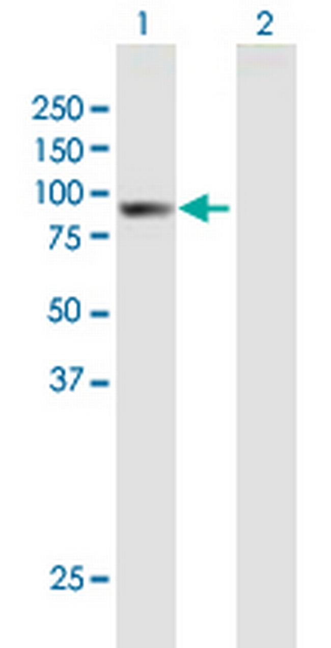 ARHGAP9 Antibody in Western Blot (WB)