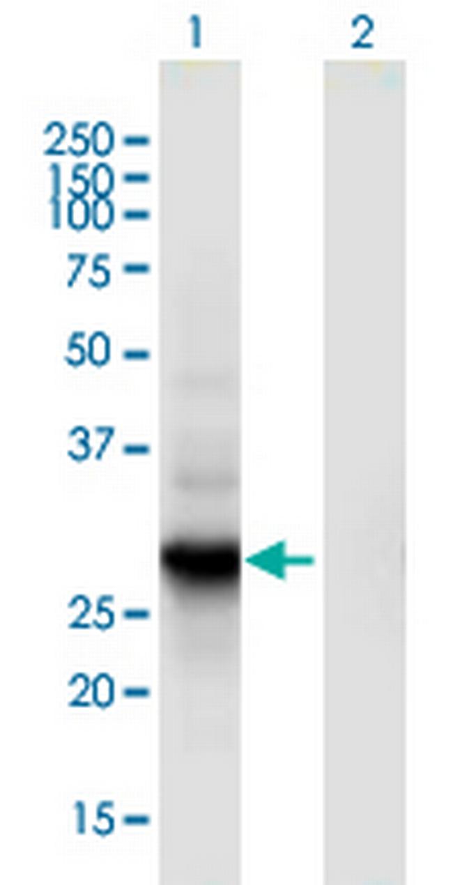 RGS18 Antibody in Western Blot (WB)