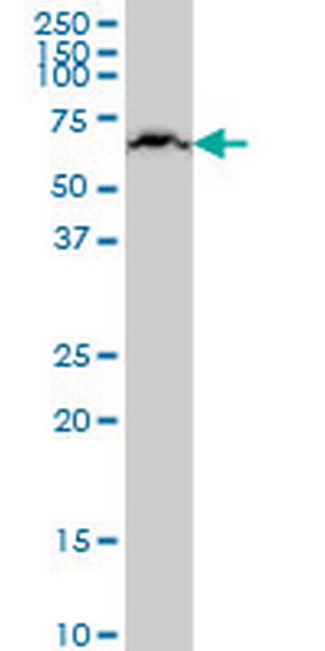 KLHL25 Antibody in Western Blot (WB)