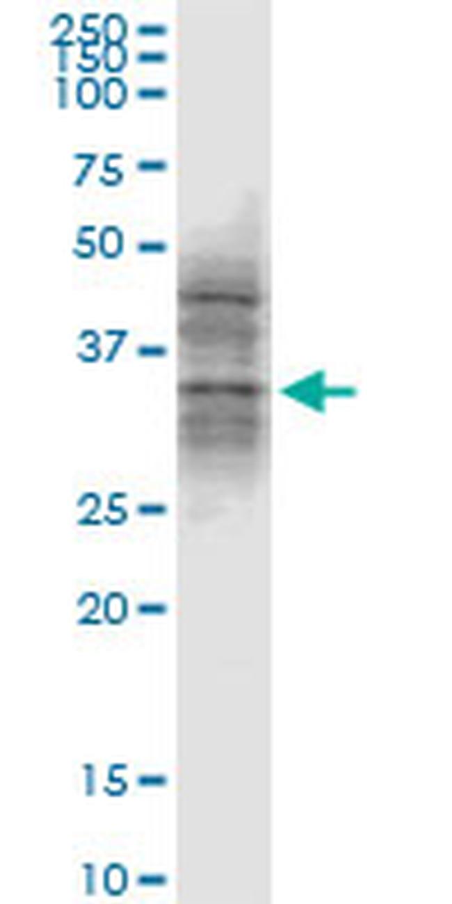 ATG3 Antibody in Western Blot (WB)