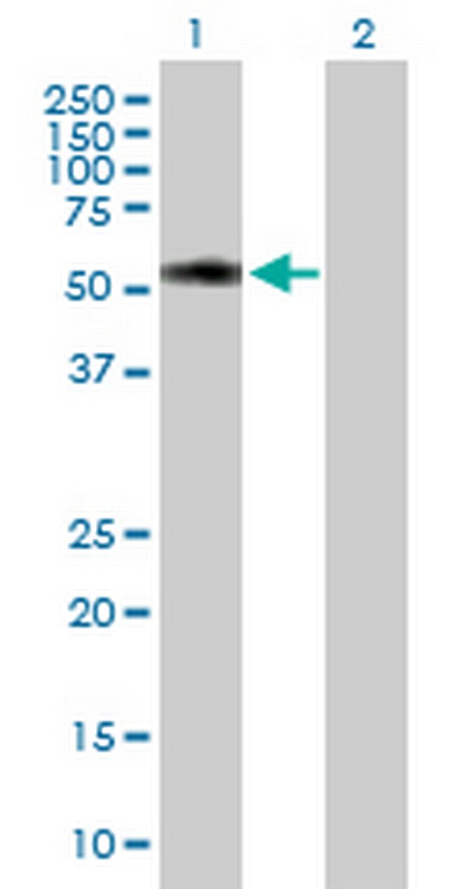 TTC31 Antibody in Western Blot (WB)