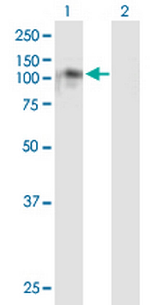 NDST4 Antibody in Western Blot (WB)